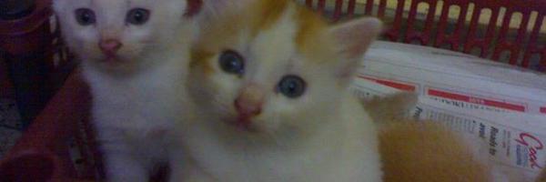 MoupiaNandy Profile Banner