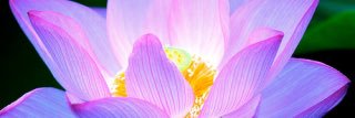 maliawinn's profile banner image