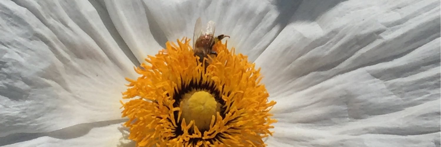 Victoria Charles banner