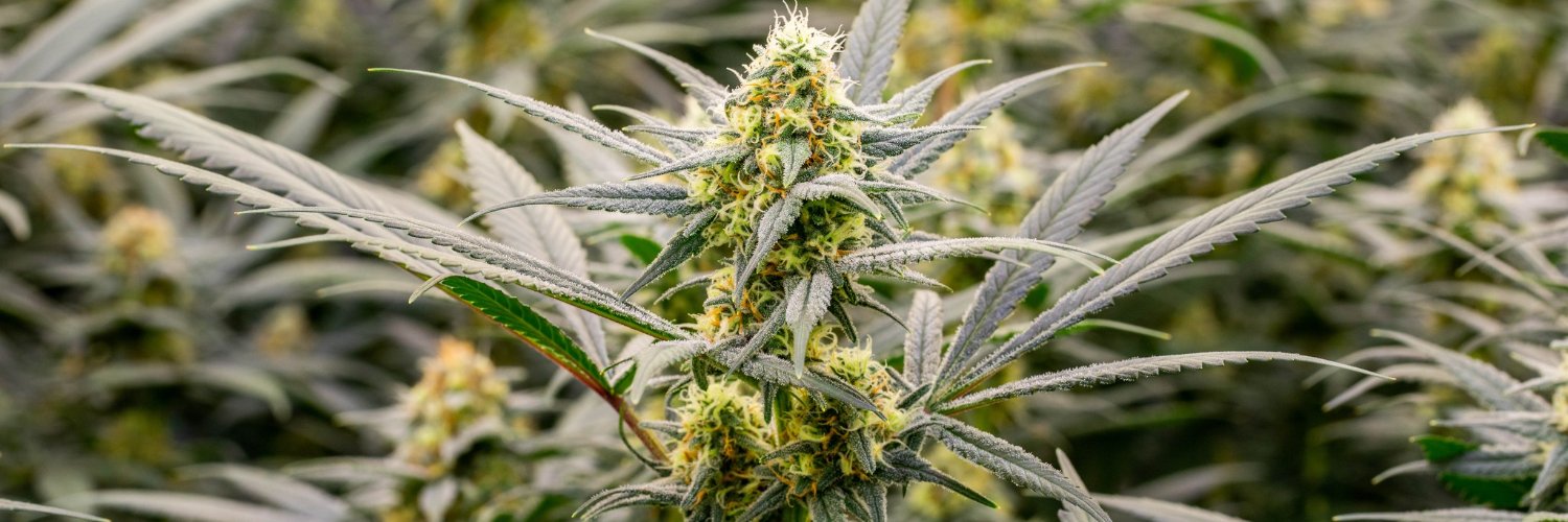 RISE Dispensaries Minnesota banner