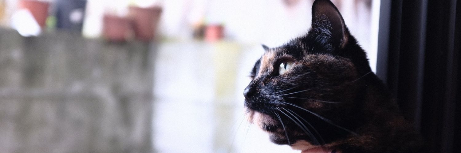 mamacatstan's profile banner image