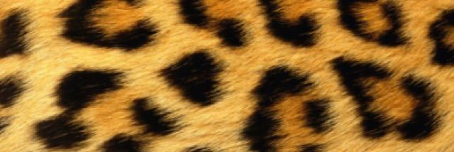 princessdi1209's profile banner image