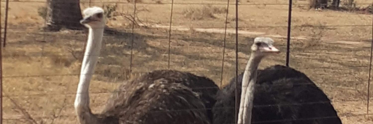 🄼🄽🅁 + 🄼🄽🅁 🇿🇦 banner