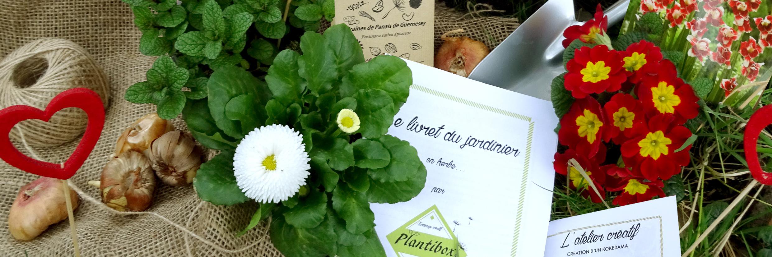 Plantibox's profile banner image