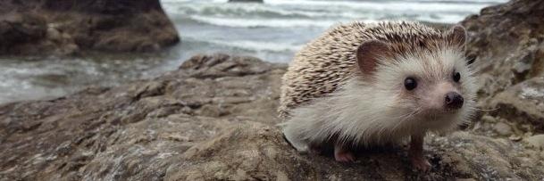 TbhHedgehogs's profile banner image