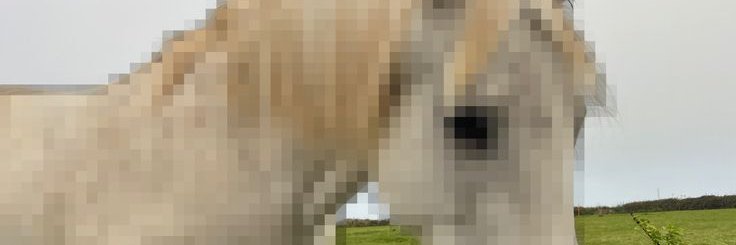 flortropicalys's profile banner image
