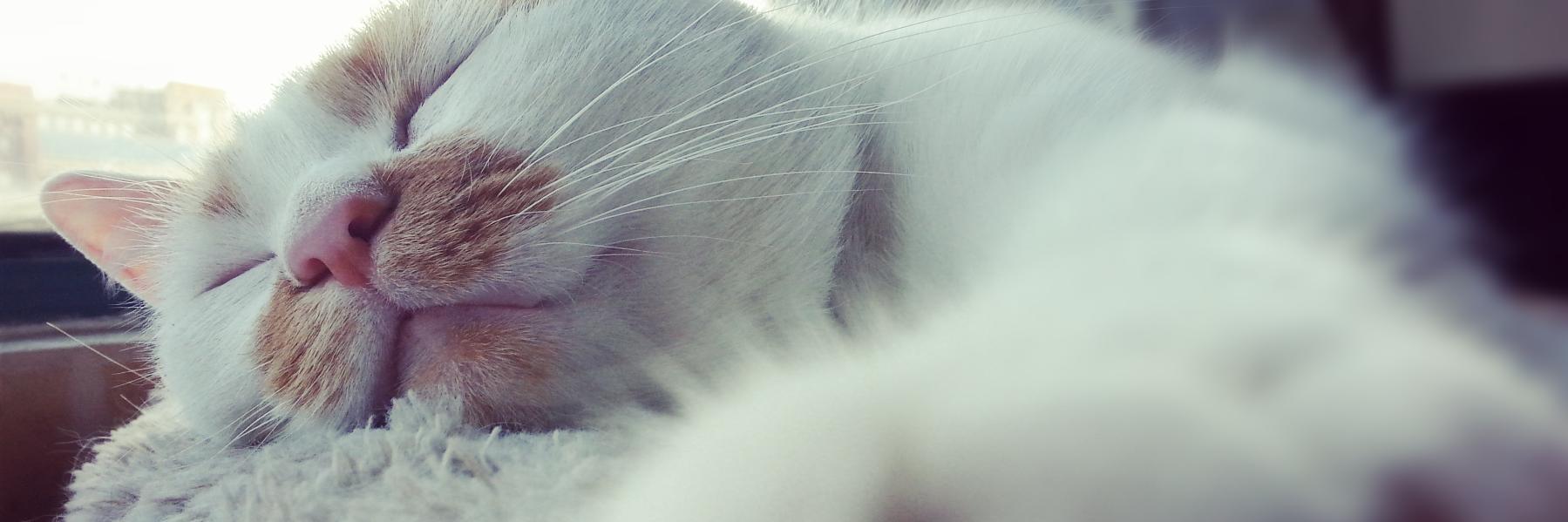T4_sven's profile banner image