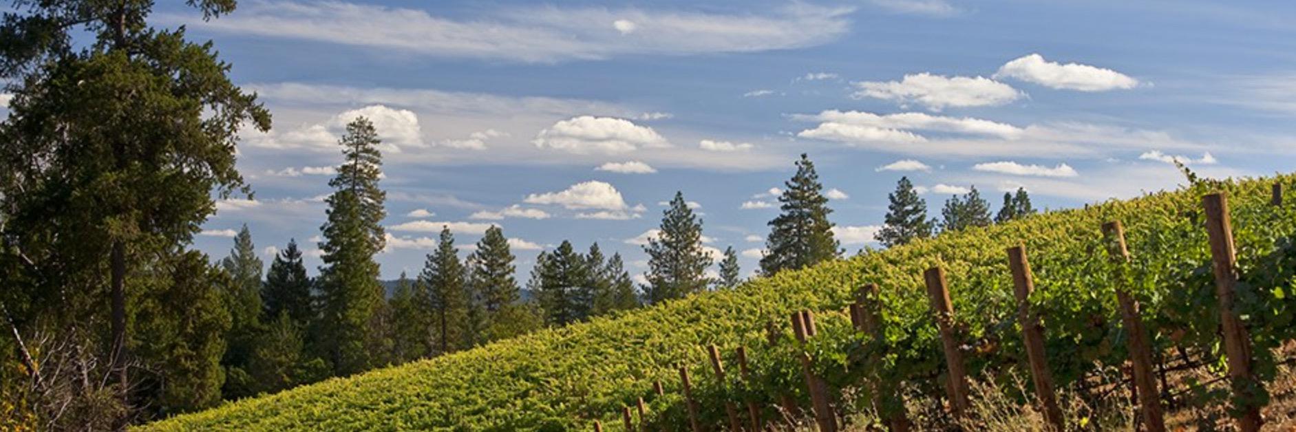 bothbarrelswine's profile banner image
