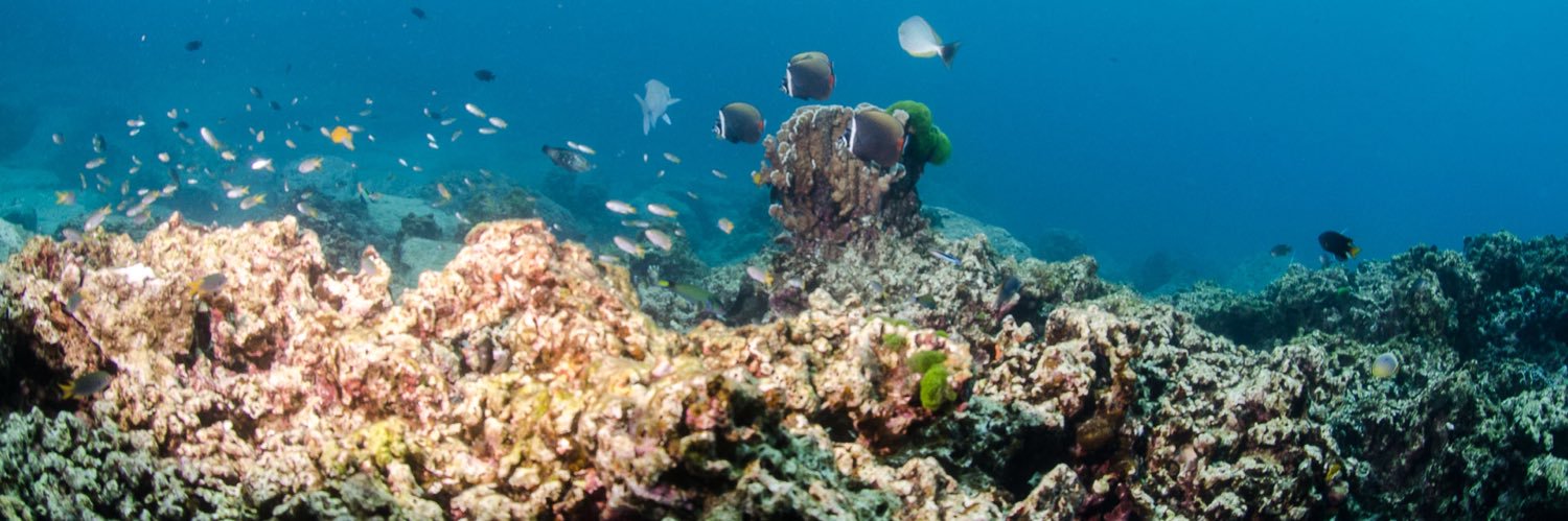 Amanda Ireland banner