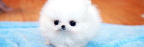 LovelynCoacoa's profile banner image