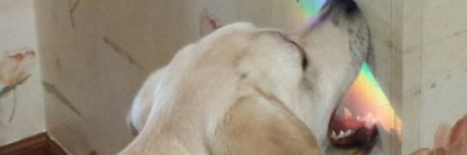 rogo_robby's profile banner image