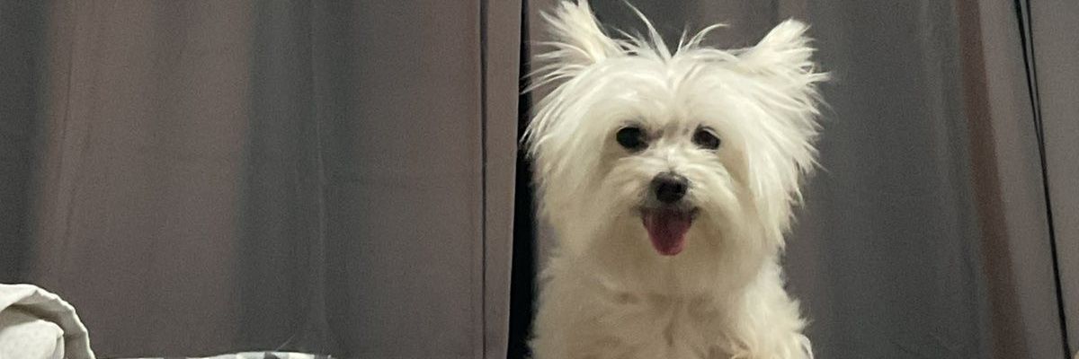 marialui__'s profile banner image
