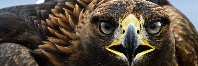 angel_huc's profile banner image