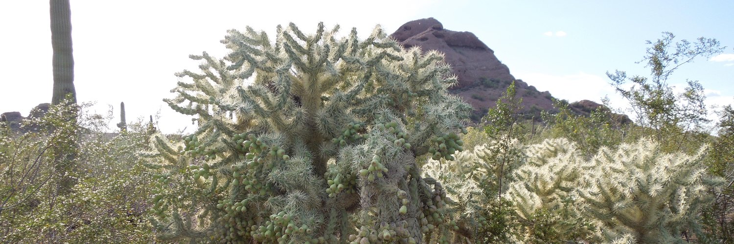 OutInTheDesert_'s profile banner image