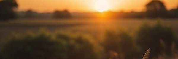 rainbowave_ Profile Banner