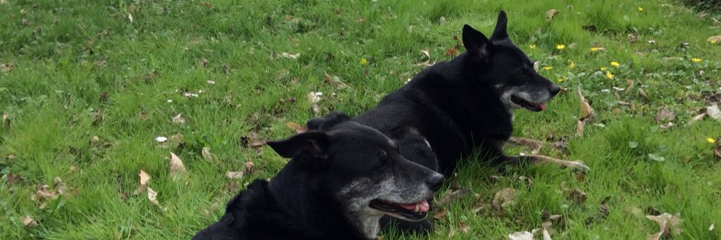 Giuseppe Frassón banner