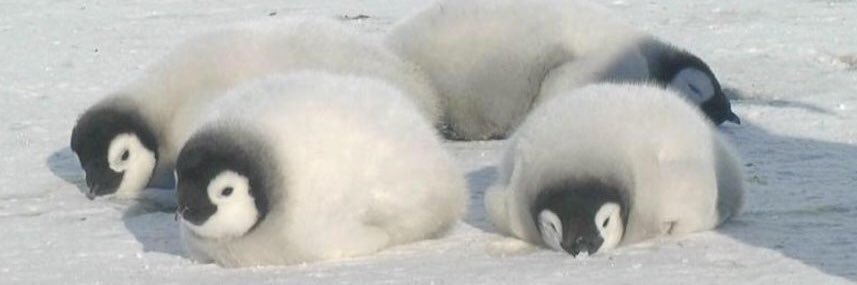 Peng_D_62's profile banner image