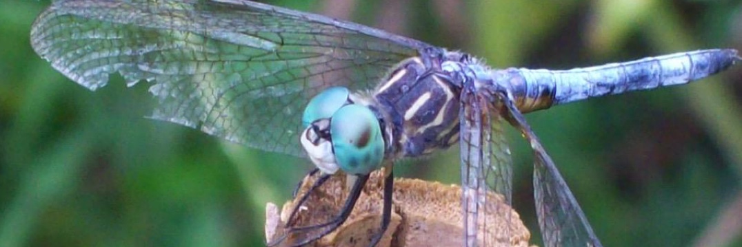 Dragonfly80L's profile banner image