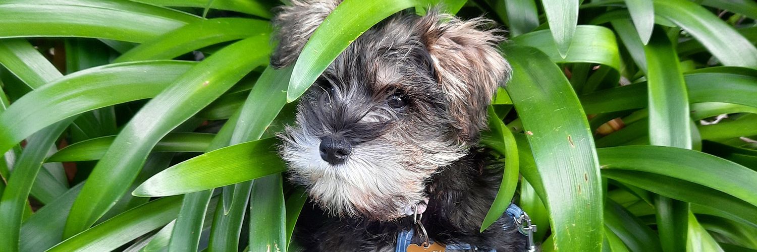 Dr Mairéad de Róiste @spatialThinkLab@mastodon.nz banner