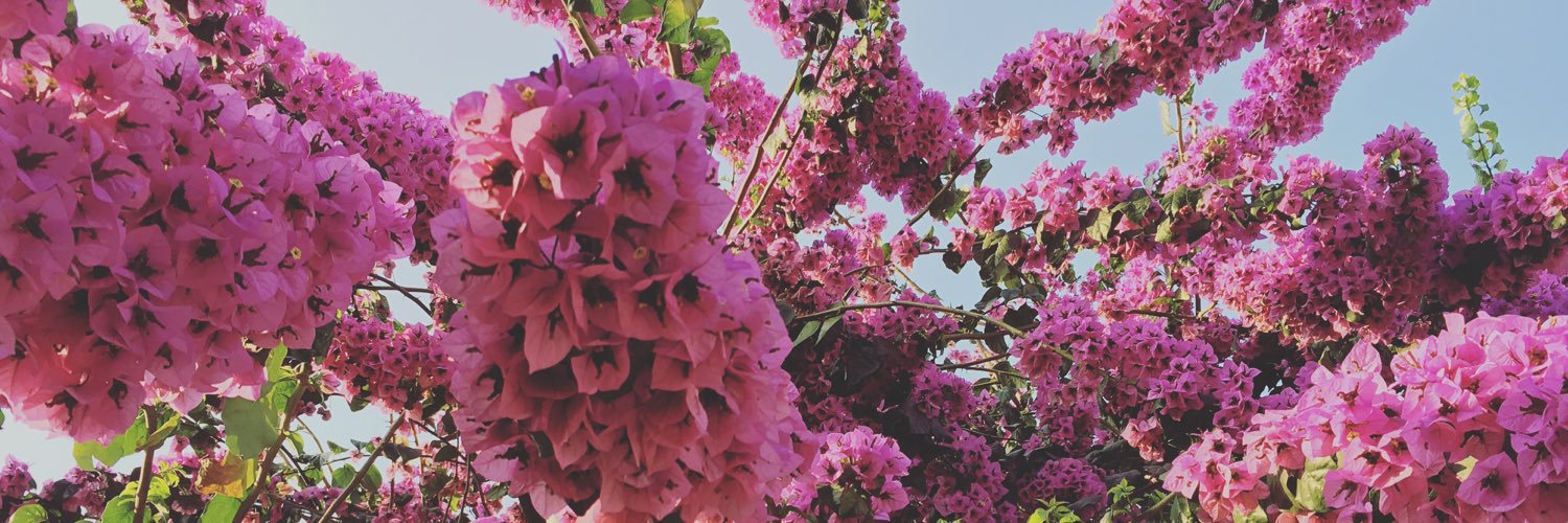 malinel's profile banner image