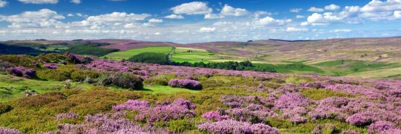 Lydia Backhouse banner