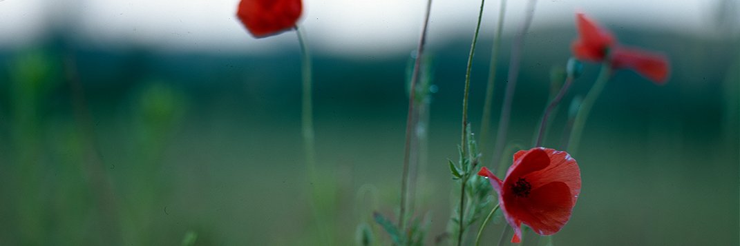Josh Bainbridge banner
