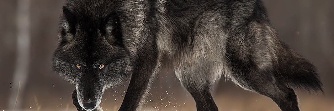 Tyler Navarro banner