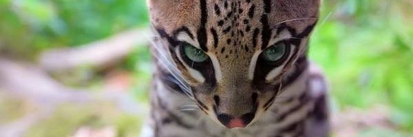 HagarZN's profile banner image
