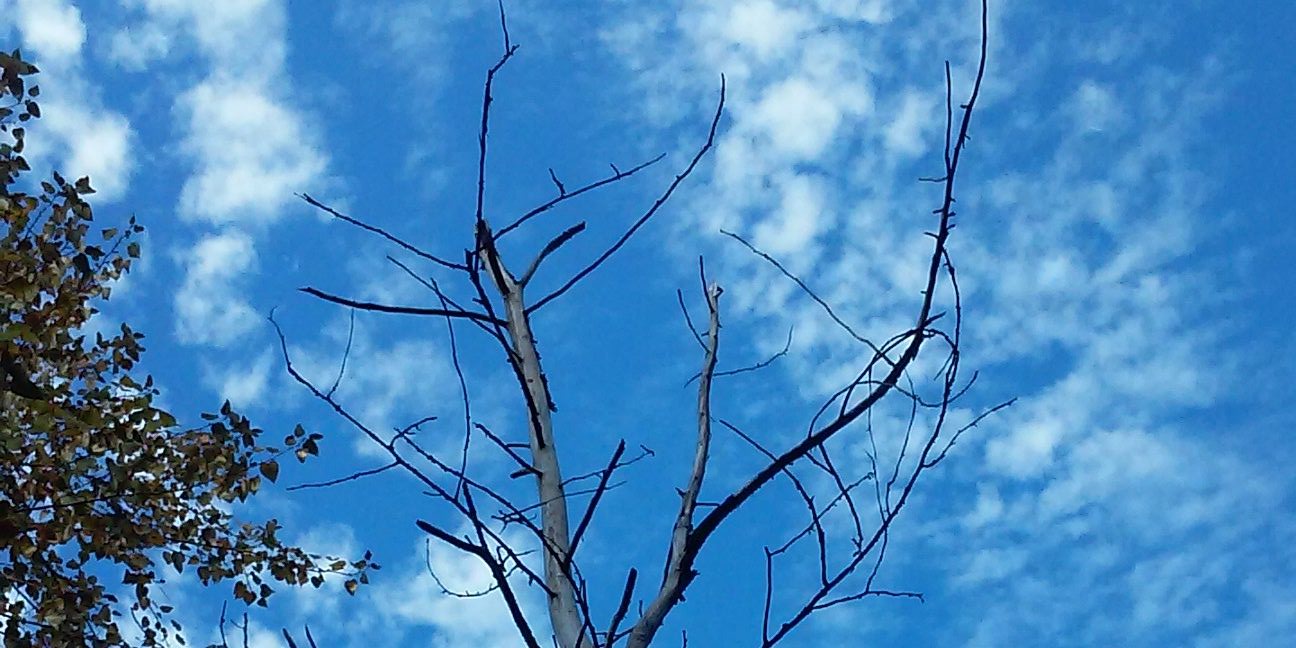 cavemanbowyer's profile banner image