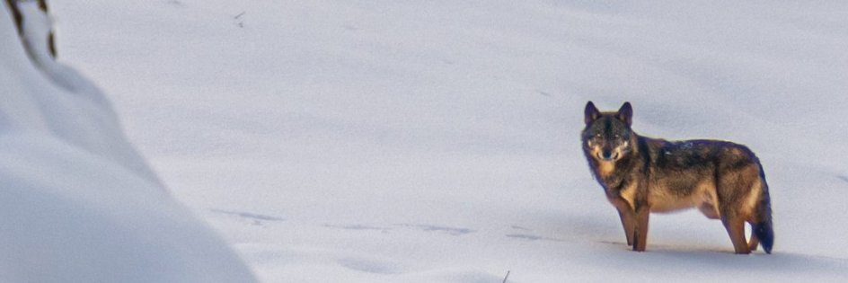 Mark_787's profile banner image