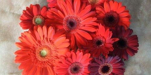 a_flowerday's profile banner image