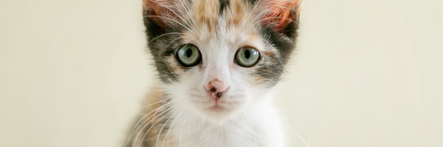 Patty Baker Humane Society Naples banner