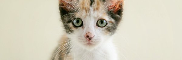 pbhsnaples Profile Banner