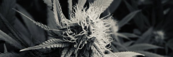 GRAY_CANNABIS_ Profile Banner