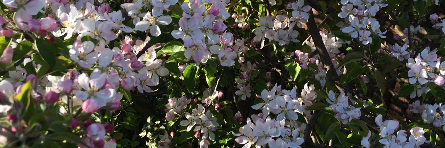 HashabiahM's profile banner image