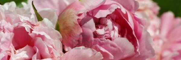 PrimeConsultSA Profile Banner