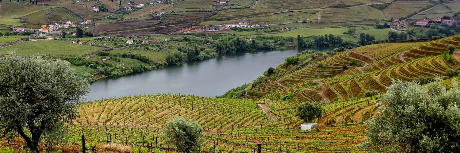 fernanda meireles banner