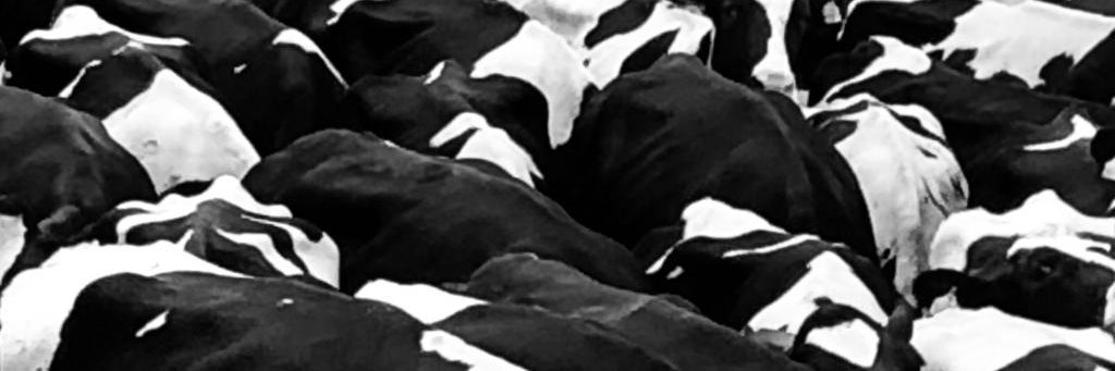 InesAdriaens's profile banner image