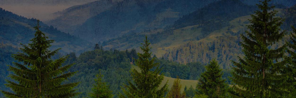 TreeBearArbJobs's profile banner image