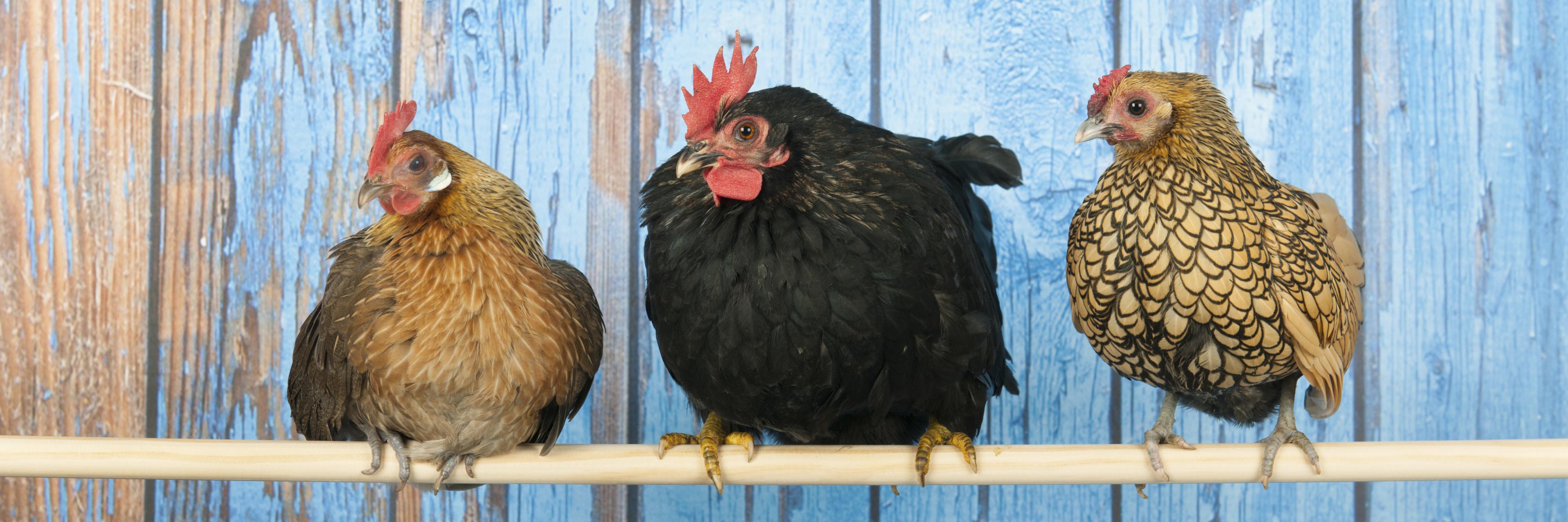 HealthyChickens's profile banner image
