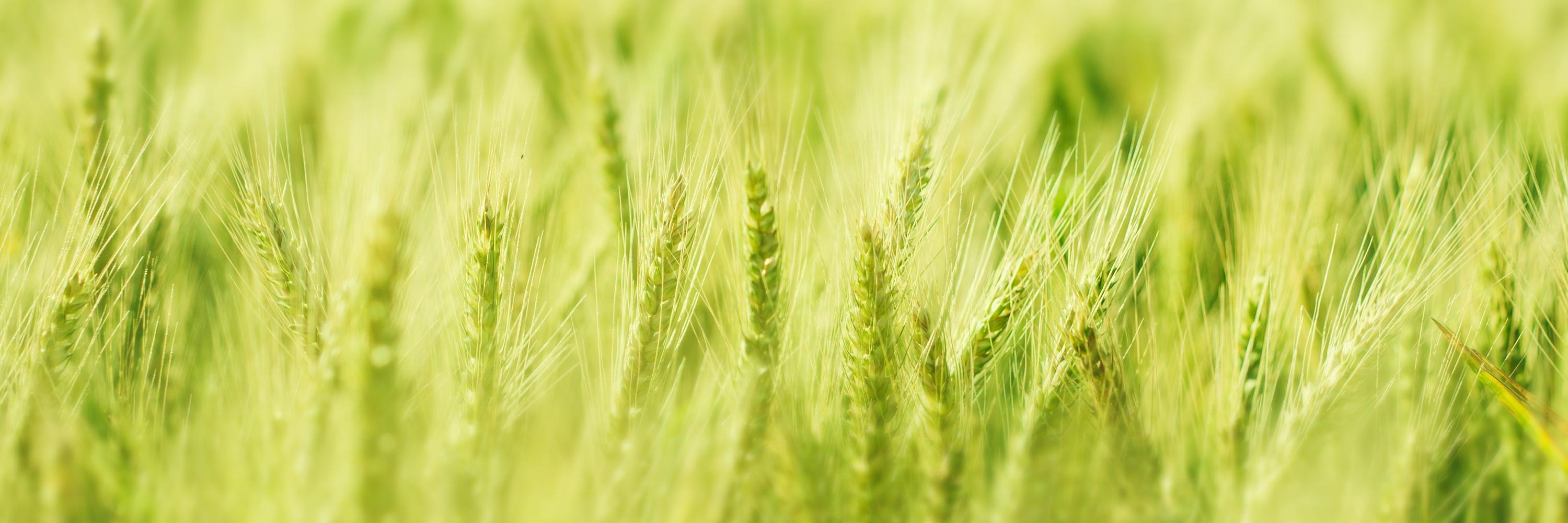 Crop Advisors banner
