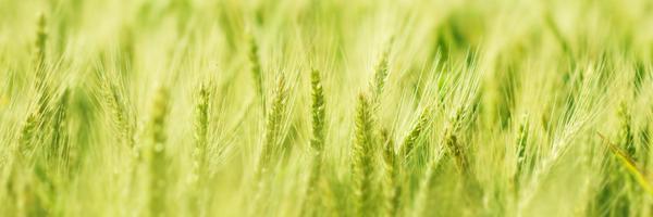 Crop_Advisors Profile Banner