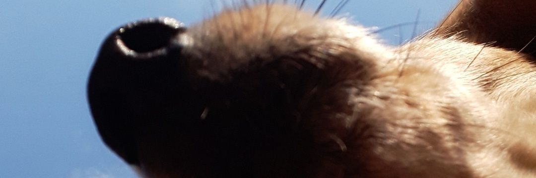 LaraDelaCorte's profile banner image