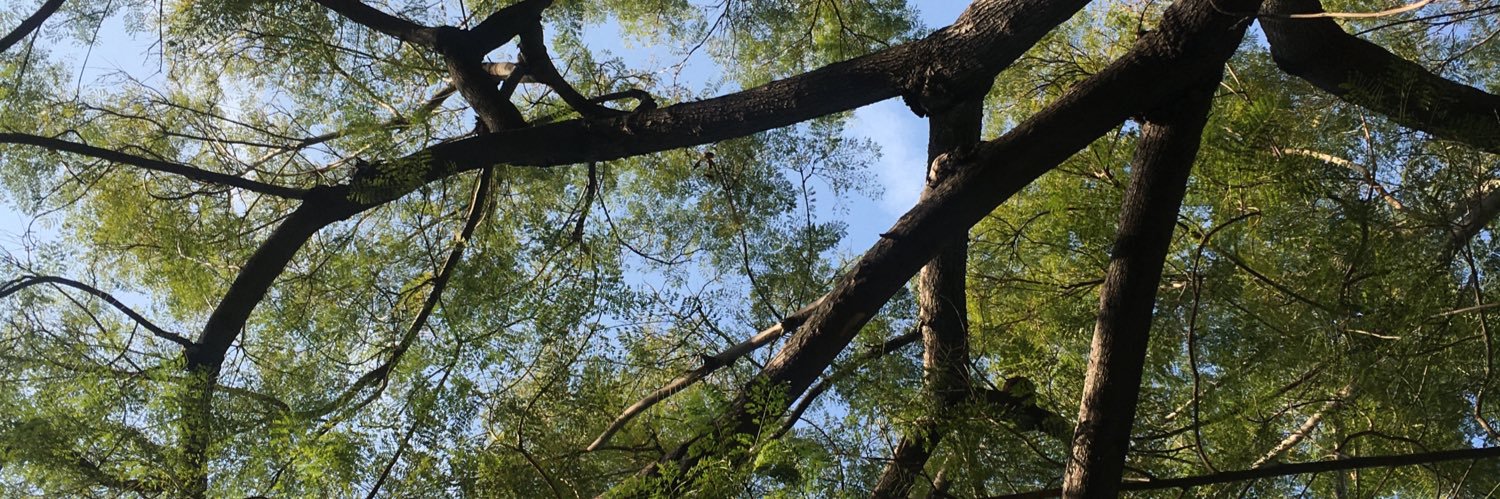 Danielle Chiriguayo banner