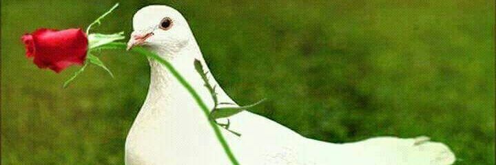 raja_mann's profile banner image