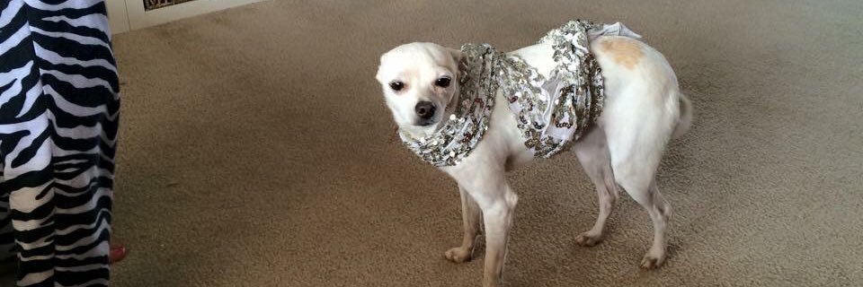 DawgJackCarter's profile banner image