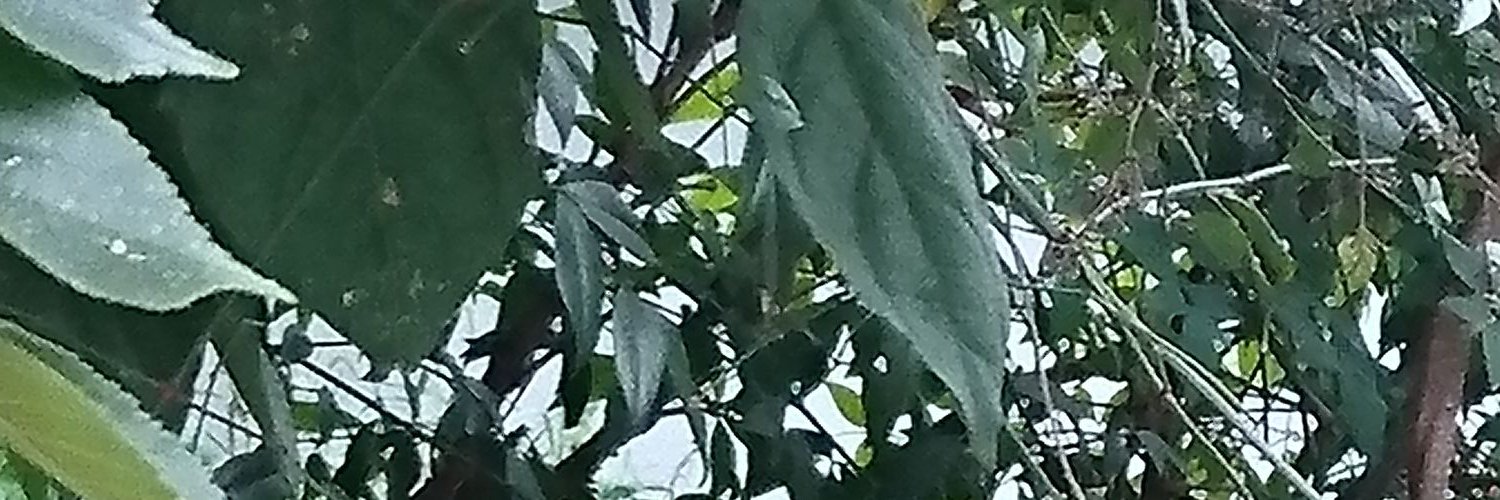Daimar_Y_'s profile banner image