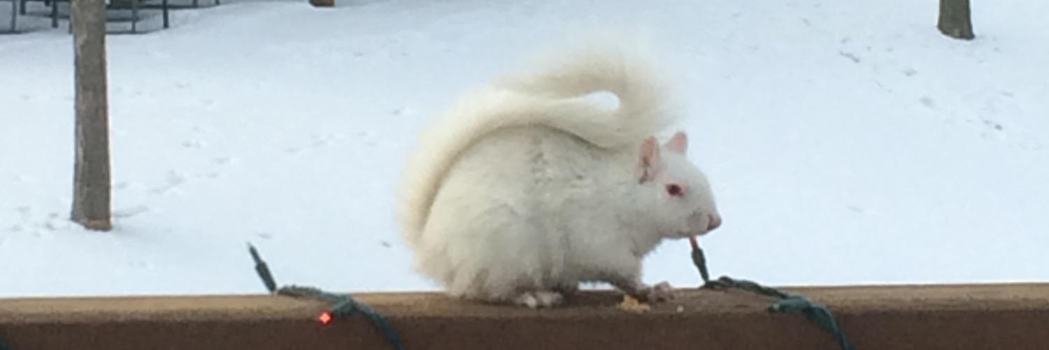 AlbinoGary's profile banner image