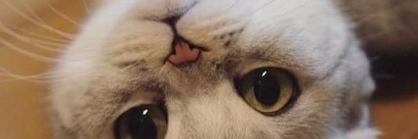 watapo61's profile banner image
