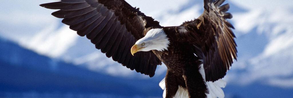 amerptroo's profile banner image